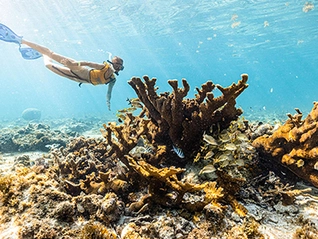 snorkel