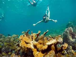 Coral Reef El Meco
