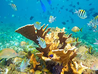 Coral Reef El Meco