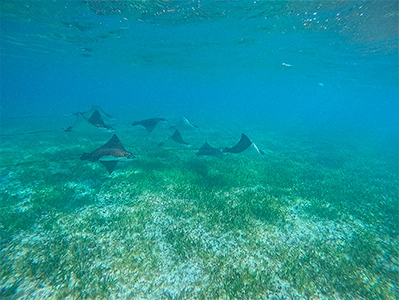 Immerse in the Paradise of the Caribbean