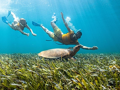 Snorkel